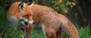 Preview wallpaper fox, predator, wildlife, grass