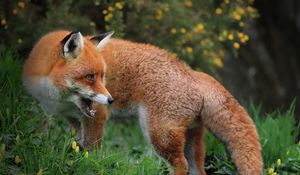Preview wallpaper fox, predator, wildlife, grass