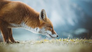 Preview wallpaper fox, profile, ears, nose