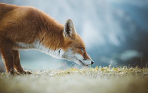 Preview wallpaper fox, profile, ears, nose