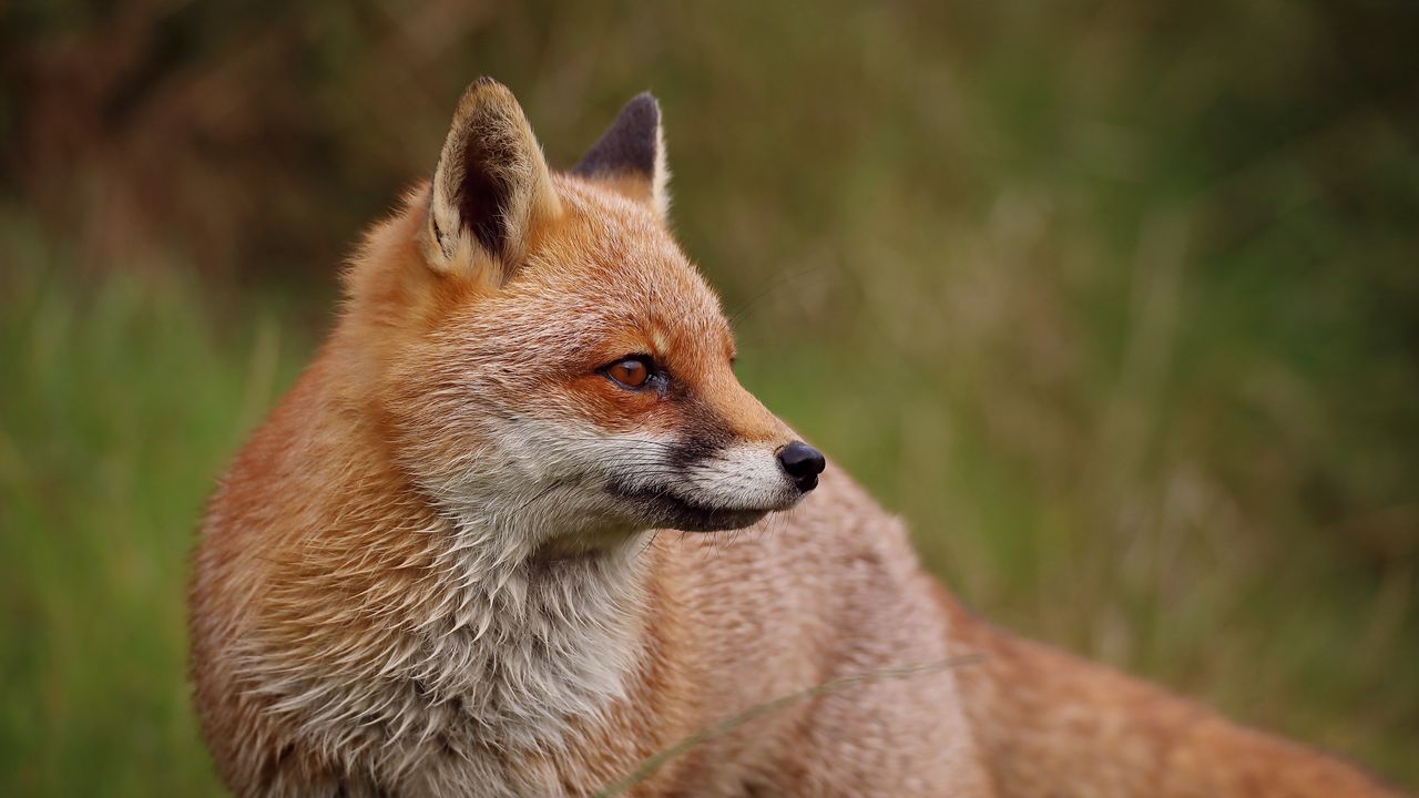 Wallpaper fox, profile, predator, animal