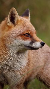 Preview wallpaper fox, profile, predator, animal