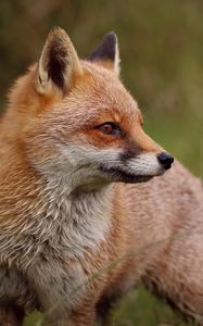 Preview wallpaper fox, profile, predator, animal