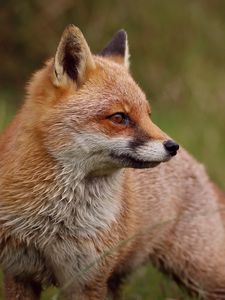 Preview wallpaper fox, profile, predator, animal