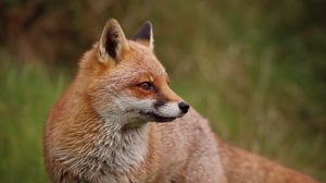 Preview wallpaper fox, profile, predator, animal