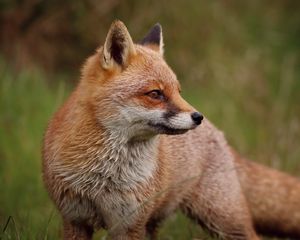 Preview wallpaper fox, profile, predator, animal