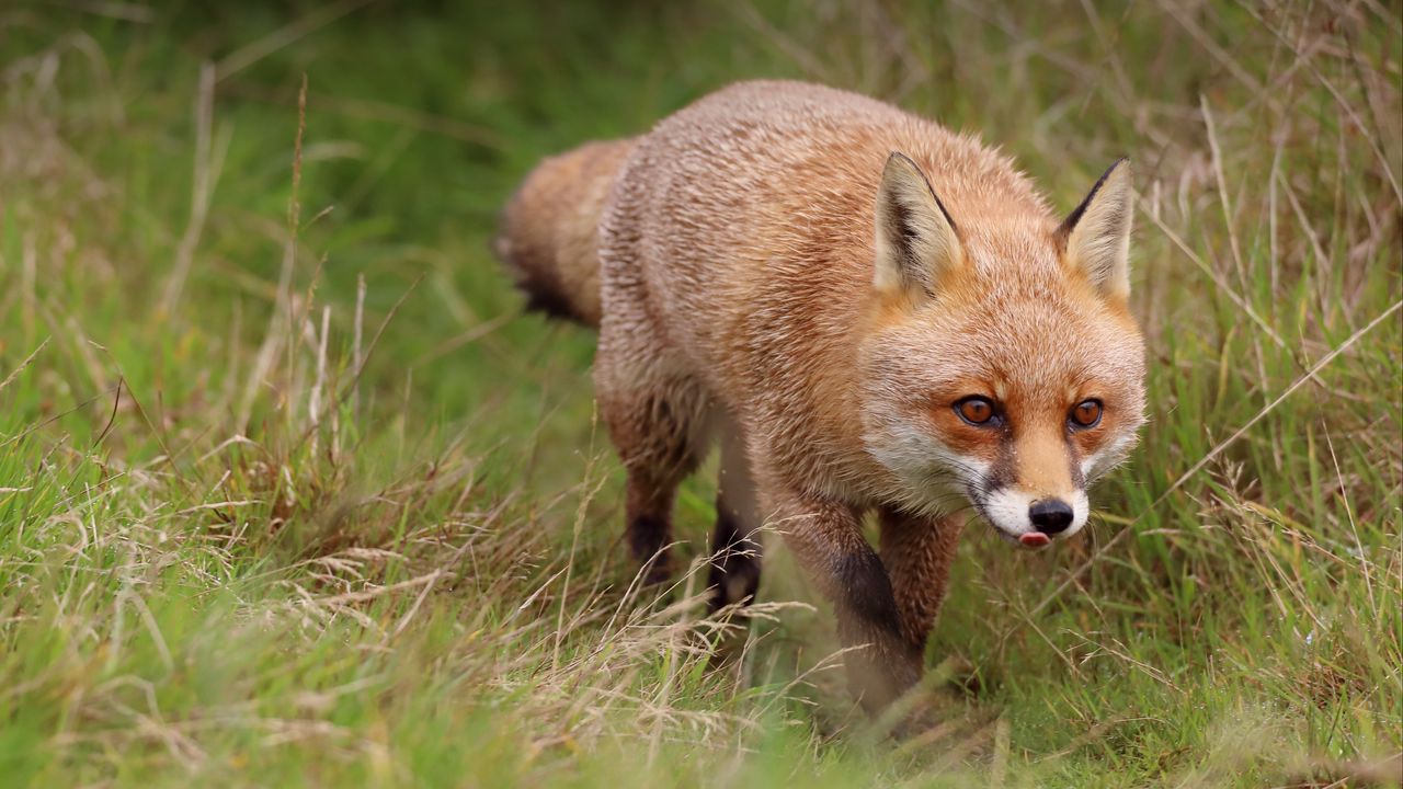 Wallpaper fox, protruding tongue, redhead, predator