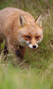 Preview wallpaper fox, protruding tongue, redhead, predator