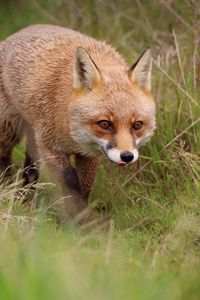 Preview wallpaper fox, protruding tongue, redhead, predator