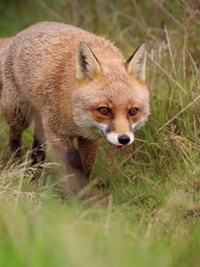 Preview wallpaper fox, protruding tongue, redhead, predator