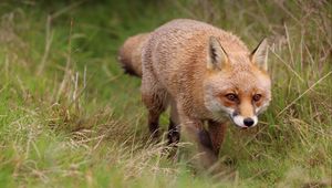 Preview wallpaper fox, protruding tongue, redhead, predator