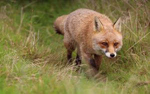 Preview wallpaper fox, protruding tongue, redhead, predator