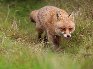 Preview wallpaper fox, protruding tongue, redhead, predator