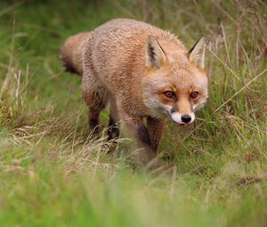 Preview wallpaper fox, protruding tongue, redhead, predator