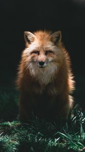 Preview wallpaper fox, red, glance, animal, predator
