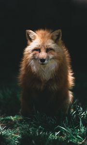 Preview wallpaper fox, red, glance, animal, predator