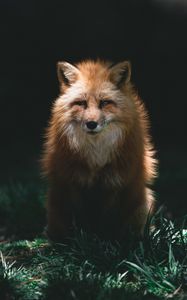 Preview wallpaper fox, red, glance, animal, predator