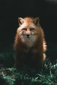 Preview wallpaper fox, red, glance, animal, predator