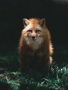 Preview wallpaper fox, red, glance, animal, predator