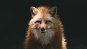 Preview wallpaper fox, red, glance, animal, predator