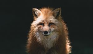 Preview wallpaper fox, red, glance, animal, predator