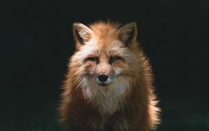 Preview wallpaper fox, red, glance, animal, predator