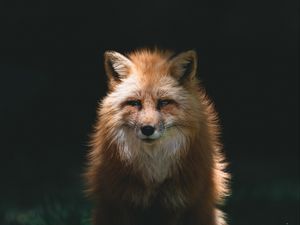 Preview wallpaper fox, red, glance, animal, predator