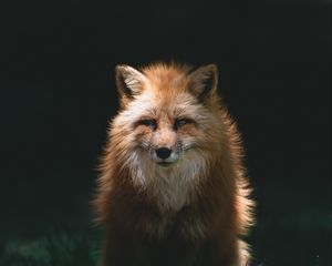 Preview wallpaper fox, red, glance, animal, predator