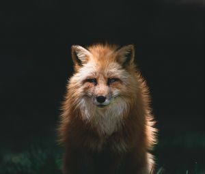 Preview wallpaper fox, red, glance, animal, predator