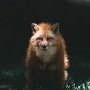 Preview wallpaper fox, red, glance, animal, predator