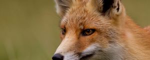 Preview wallpaper fox, red, muzzle, look