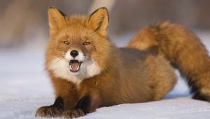 Preview wallpaper fox, red-haired, young, snow, down, funny