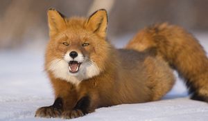 Preview wallpaper fox, red-haired, young, snow, down, funny