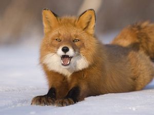 Preview wallpaper fox, red-haired, young, snow, down, funny