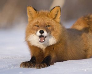 Preview wallpaper fox, red-haired, young, snow, down, funny