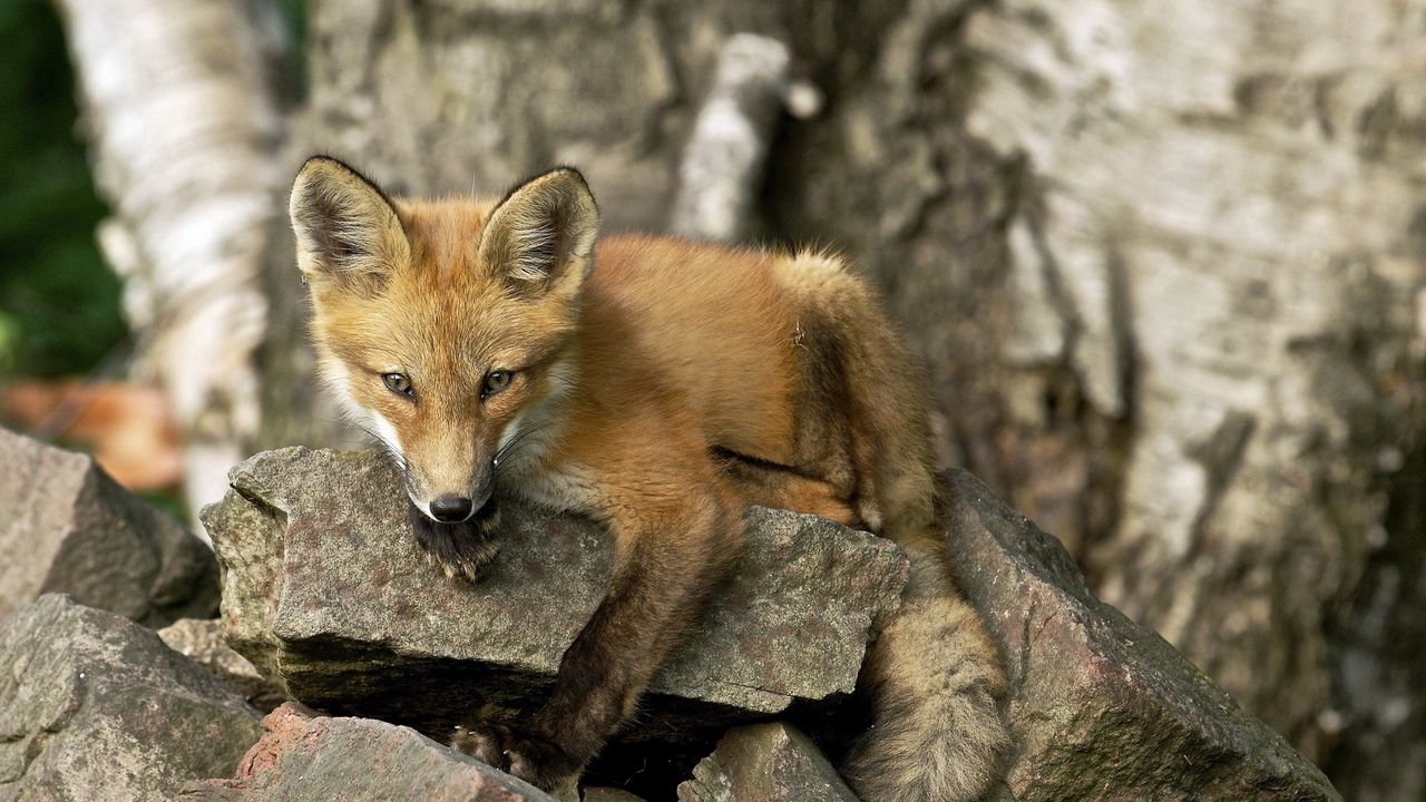 Wallpaper fox, rock, animal, snout