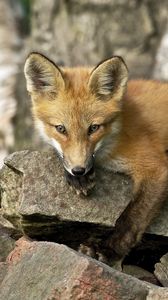 Preview wallpaper fox, rock, animal, snout