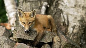 Preview wallpaper fox, rock, animal, snout
