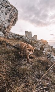 Preview wallpaper fox, rocks, grass, animal, wildlife