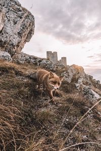 Preview wallpaper fox, rocks, grass, animal, wildlife