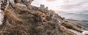 Preview wallpaper fox, rocks, grass, animal, wildlife