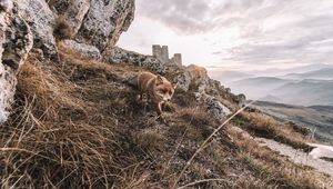 Preview wallpaper fox, rocks, grass, animal, wildlife