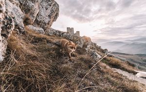 Preview wallpaper fox, rocks, grass, animal, wildlife