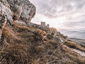 Preview wallpaper fox, rocks, grass, animal, wildlife