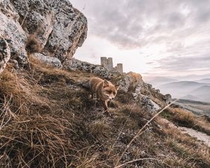 Preview wallpaper fox, rocks, grass, animal, wildlife