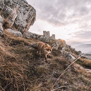 Preview wallpaper fox, rocks, grass, animal, wildlife