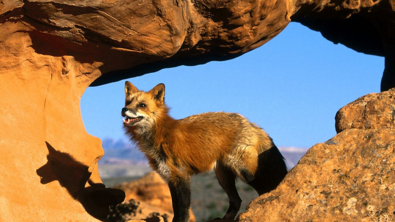 Wallpaper fox, rocks, standing, watching, attention
