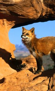 Preview wallpaper fox, rocks, standing, watching, attention