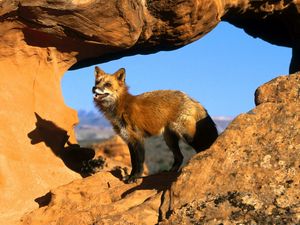 Preview wallpaper fox, rocks, standing, watching, attention