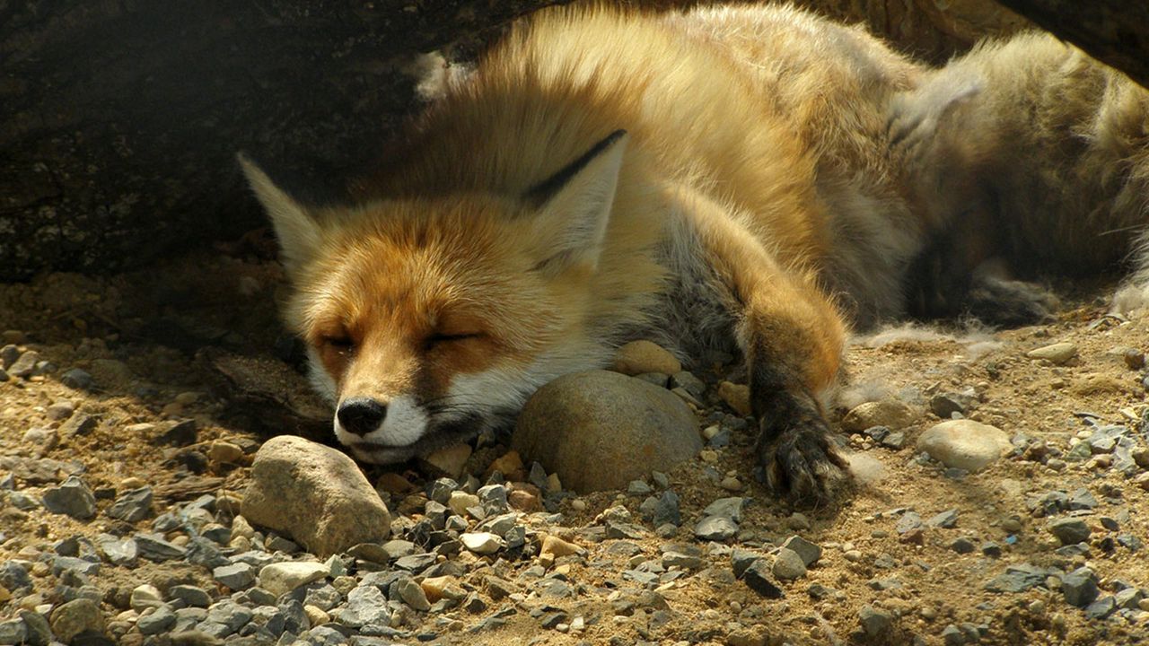 Wallpaper fox, sand, stones, lie